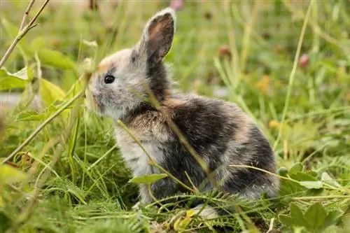 baby gotland kanin sitter i ett gräsfält