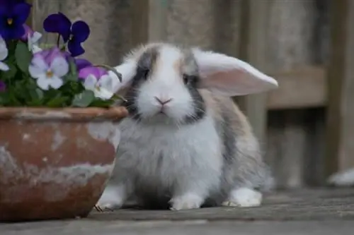 Harlequin Mini Lop Baby Bunny