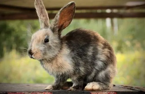 Harlequin Rabbits ราคาเท่าไหร่? อัพเดทราคาปี 2023