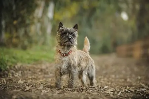 Cairn Terrier hund stående på sporet