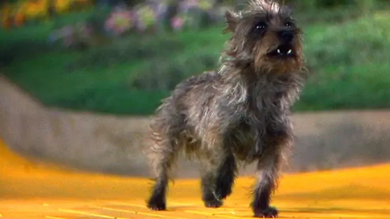 ¿Qué tipo de perro era Toto de El mago de Oz? Hechos & Raza Detalles