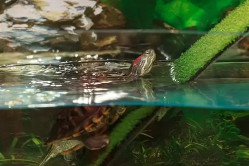 tartaruga de água deslizante de orelha vermelha no tanque de água