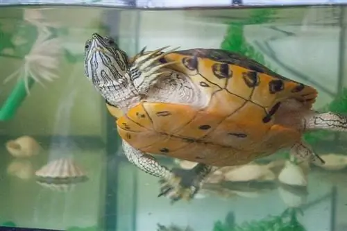 6 mal alties de les tortugues aquàtiques per a mascotes a tenir en compte (resposta del veterinari)