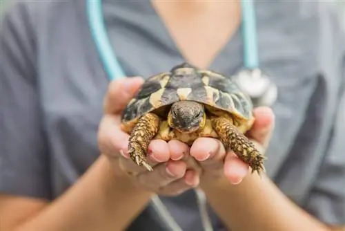 veterinar drži kornjaču