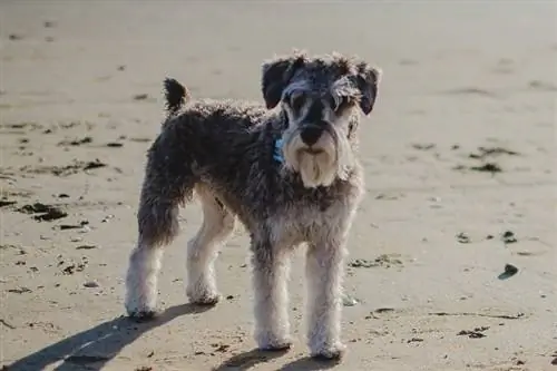 Miniature Schnauzer sawv ntawm ntug dej