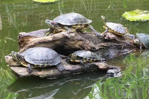 gruppe af havskildpadder