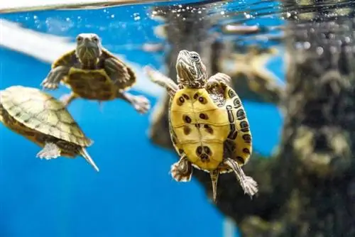 Verschillende schildpadden zwemmen in de aquariumtank