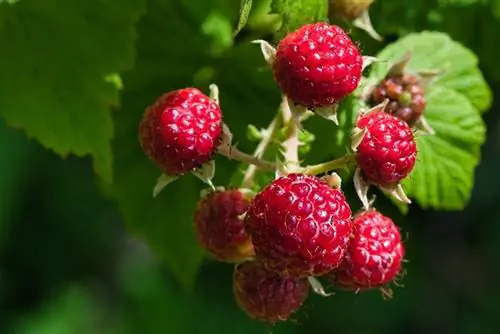 Je, Dragons Wenye Ndevu Wanaweza Kula Raspberries? Ukweli uliokaguliwa na Daktari & Maswali Yanayoulizwa Mara kwa Mara