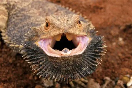 Sayuran Apa yang Bisa Dimakan Bearded Dragon? Daftar yang Ditinjau Dokter Hewan Dengan Gambar