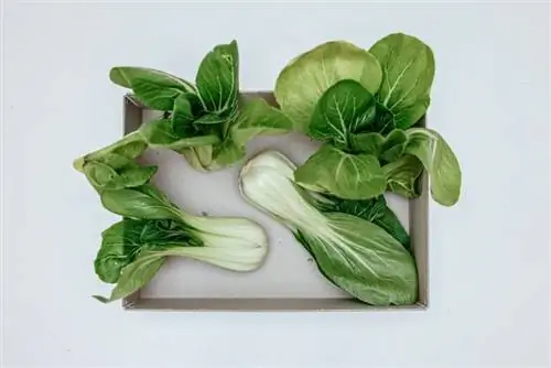 Bok Choy en una caixa