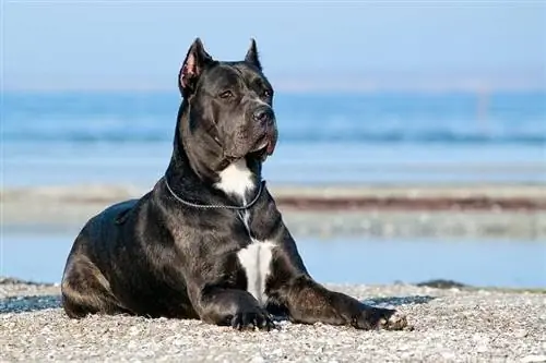 cane corso descansant a la platja