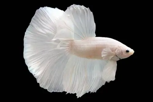 Betta White Platinum HM Halfmoon Male alebo Plakat Fighting Fish Splendens