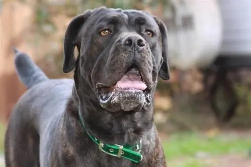 Cane Corso memandang ke hadapan