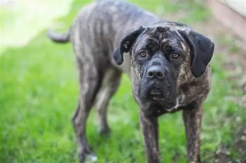 Cane Corso