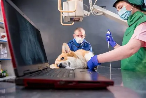 veterinário fazendo raio-x em um corgi