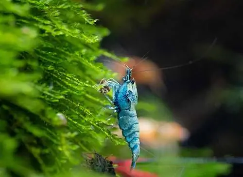 Blue bolt akvarie rejer, der spiser, mens de hænger fra julemos i ferskvandsbeholder