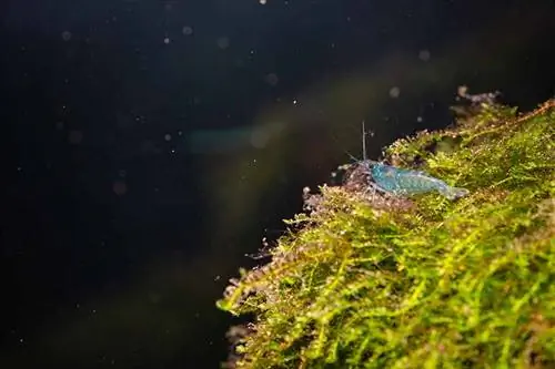 blå drøm neocaridina rejer spekulerer rundt på et julemos