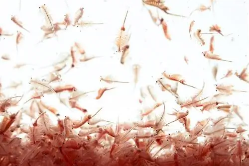 Comment faire éclore des œufs de crevettes de saumure sans pompe à air : 5 étapes faciles