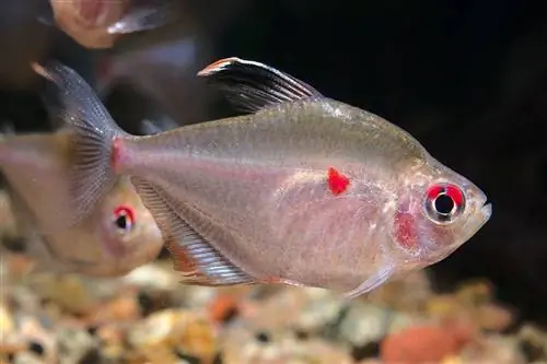 Bleeding Heart Tetra Breeding: Пълно ръководство & Снимки