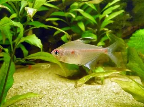 Cuore sanguinante Tetra