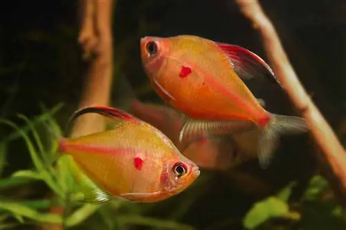 twee volwassen mannetjes met bloedend hart tetra