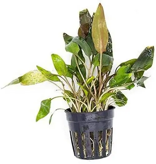 Cryptocoryne Walkeri