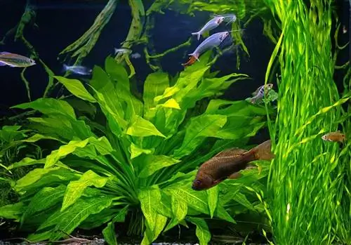 Cryptocoryne Balansae Aquarium Plant: ინფორმაცია, მოვლის გზამკვლევი, & სურათები