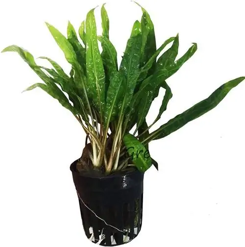 Cryptocoryne Balansae