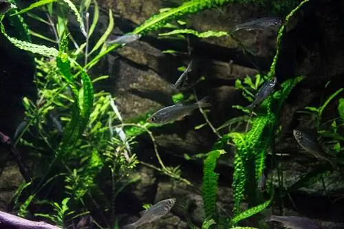 Fischschwarm schwimmt um die Pflanze Cryptocoryne balansae im Aquarium