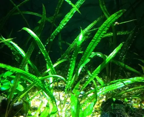 Cryptocoryne Balansae Crispatula