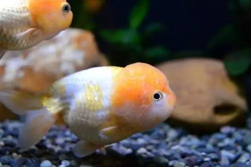 Lionchu Goldfish: priežiūros vadovas, veislės, gyvenimo trukmė & Daugiau (su nuotraukomis)