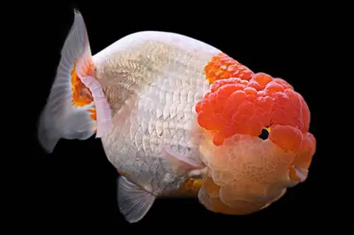 peixinho vermelho e branco lionchu em fundo preto