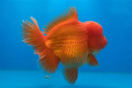 Red Oranda Gold Fish_Sardo Michael_shutterstock