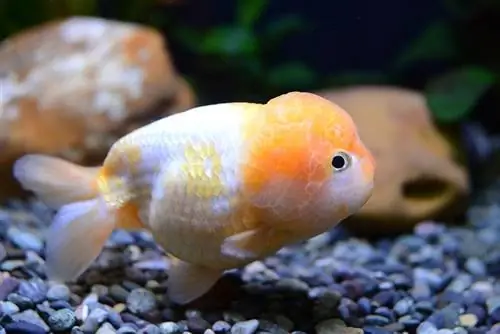 lionchu ወርቅማ ዓሣ በ aquarium ውስጥ