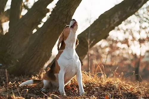 Γιατί τα Beagles ουρλιάζουν τόσο πολύ; Κορυφαίοι 7 λόγοι