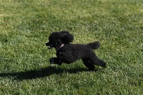 caniche toy negro corriendo