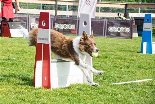 Flyball for Dogs 101: ინფორმაცია, გზამკვლევი & როგორ დავიწყოთ