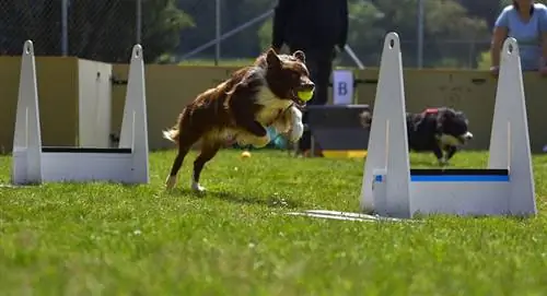 flyball koerte võistlus