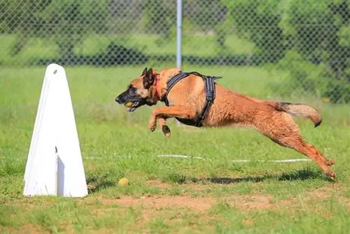 koer jookseb flyballi võistlusel