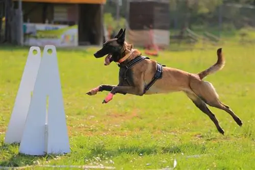 flyball yarışında ön pəncələrində sarğı olan it