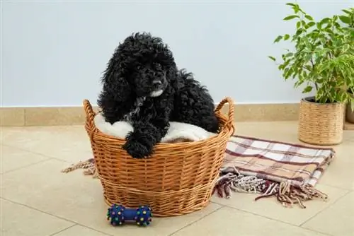 Poodle Black Toy: Care Guide, Info & سوالات متداول