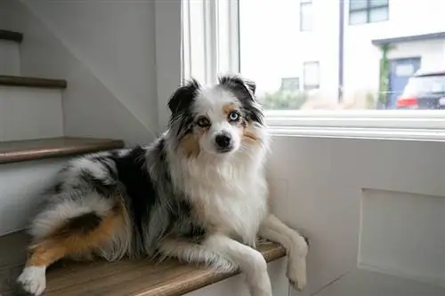 mini australian shepherd nyob rau hauv lub stairs