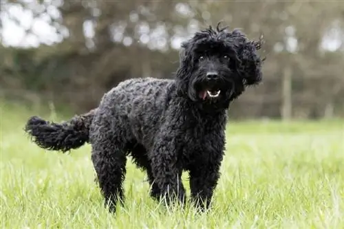 ein schwarzer fröhlicher Cockapoo draußen auf dem Feld