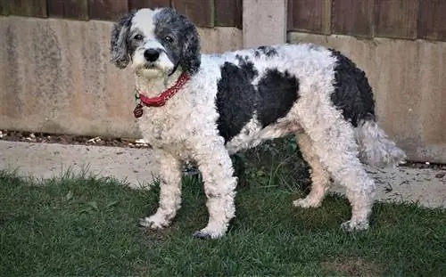 cane cockapoo in piedi all'aperto