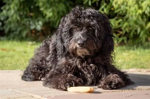 cockapoo negre estirat a terra