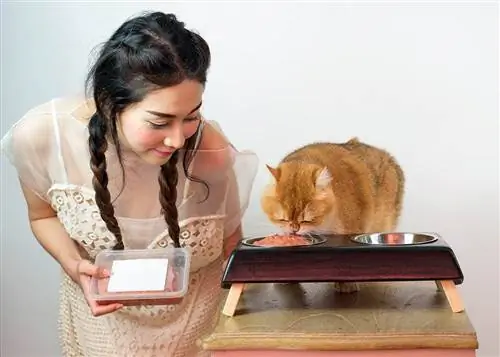 mujer alimentando gato