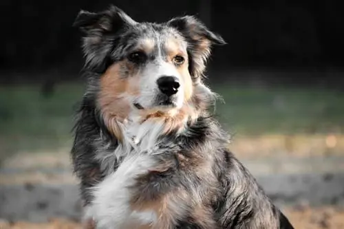 close-up shot ng isang australian shepherd dog