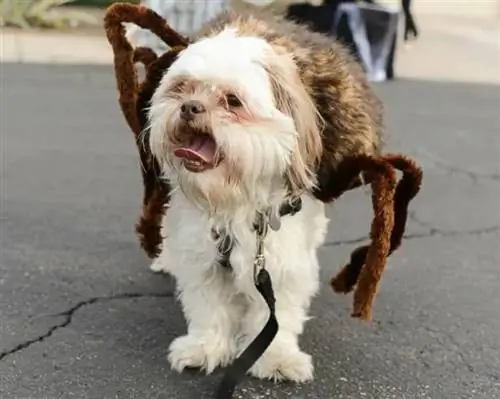 DIY аалз нохойн Halloween хувцас