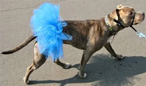 DIY Dog Tutu