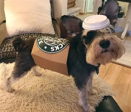 жижиг нохойн Halloween хувцас - starbucks puppuccino